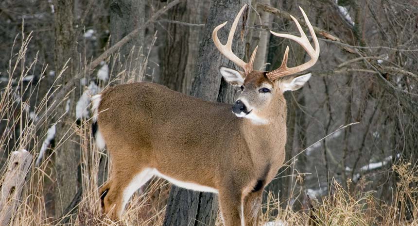 Preparing and Strategizing for 3 Stages of the Rut