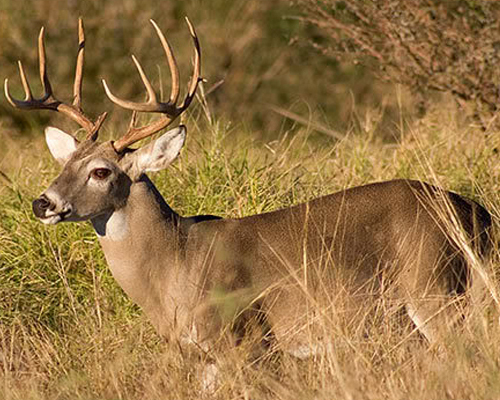 Late Season Deer Hunting