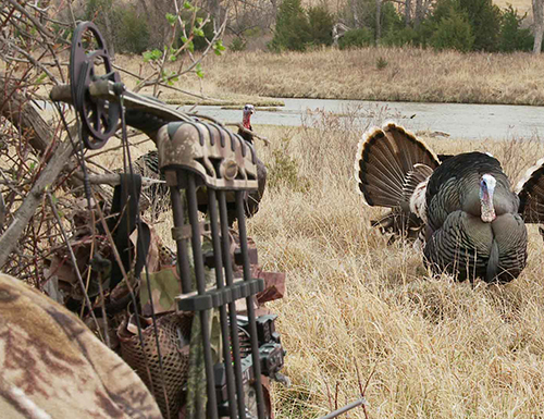 Turkey Bowhunting Tactics