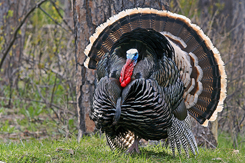 5 Great Turkey Hunting Tips