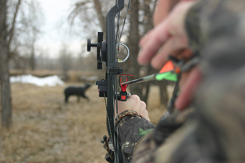Tips for 3D Archery Competition