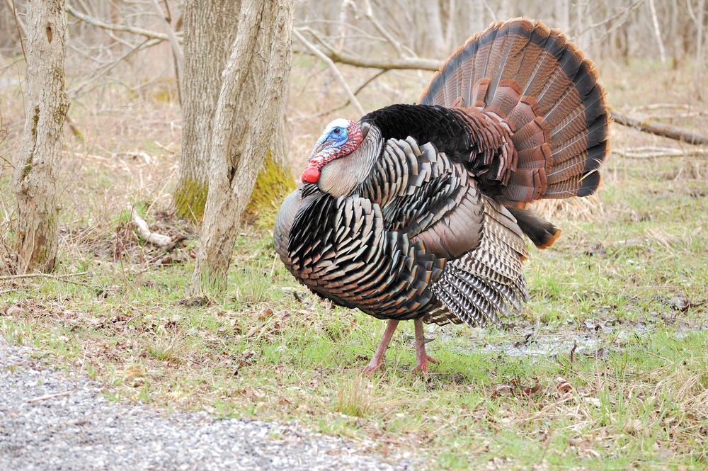 Late Season Turkey Hunting: What You Need to Know