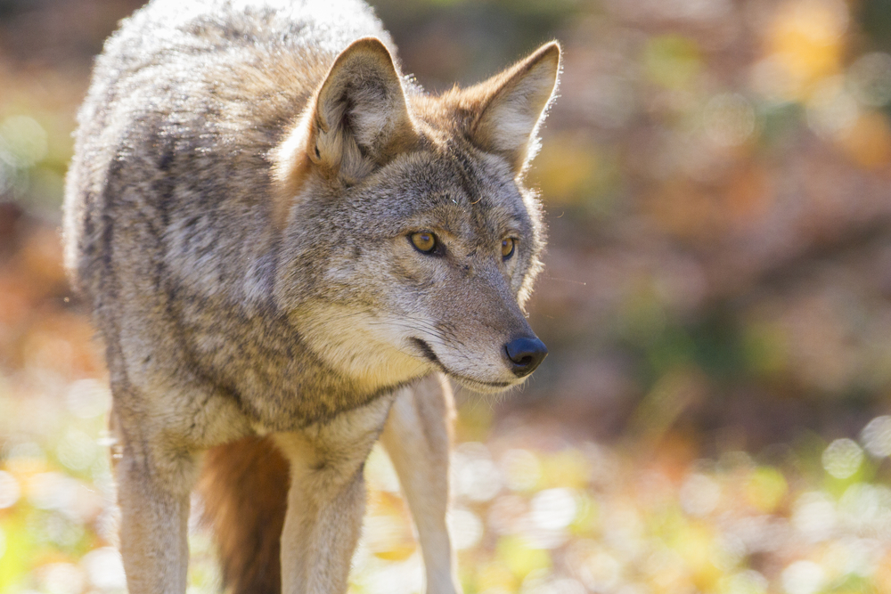 3 First-Time Coyote Hunting Mistakes You're Making