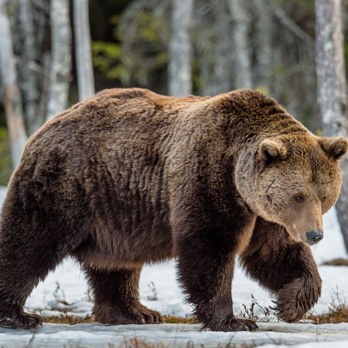 3 of the Best States for Bear Hunting
