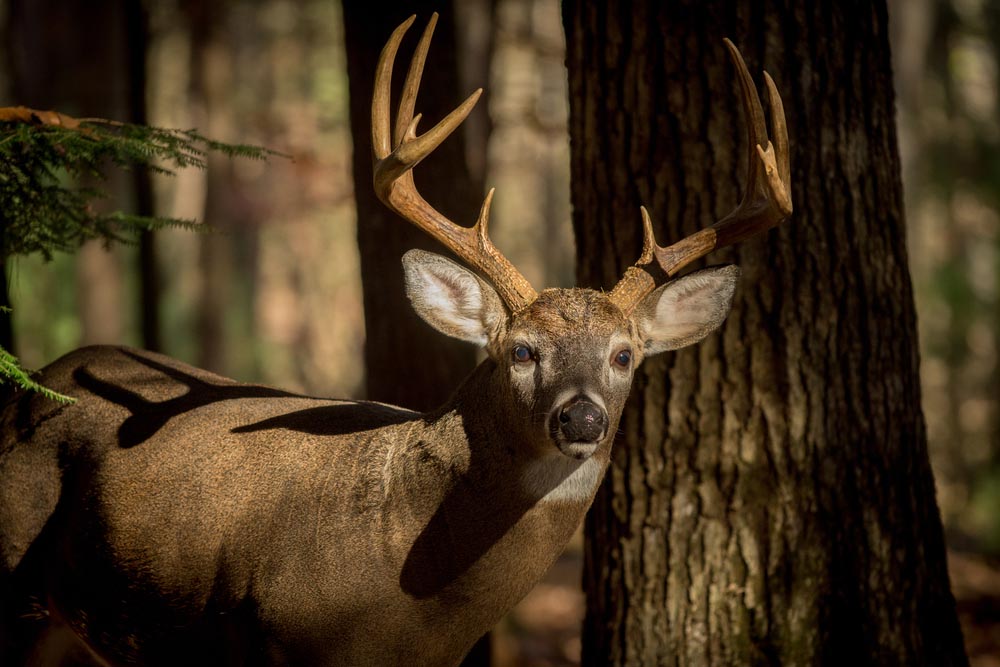 Deer Season Preparation: 10 Things You Need To Do