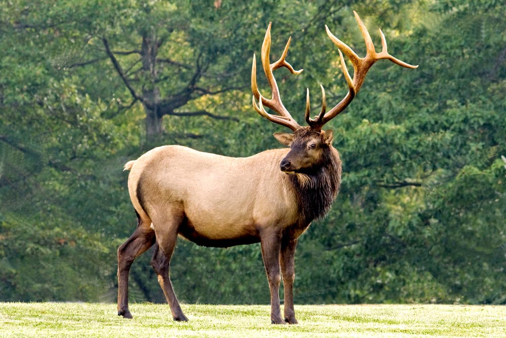5 of the Best States to Go Elk Hunting