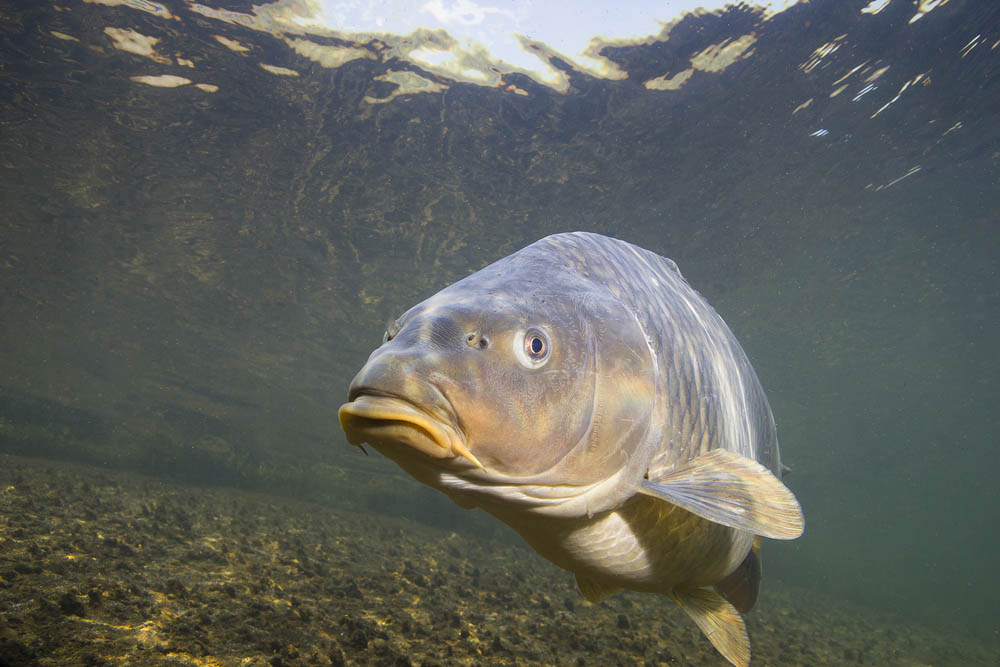 How to Get Your Arrow Set Up for Bowfishing