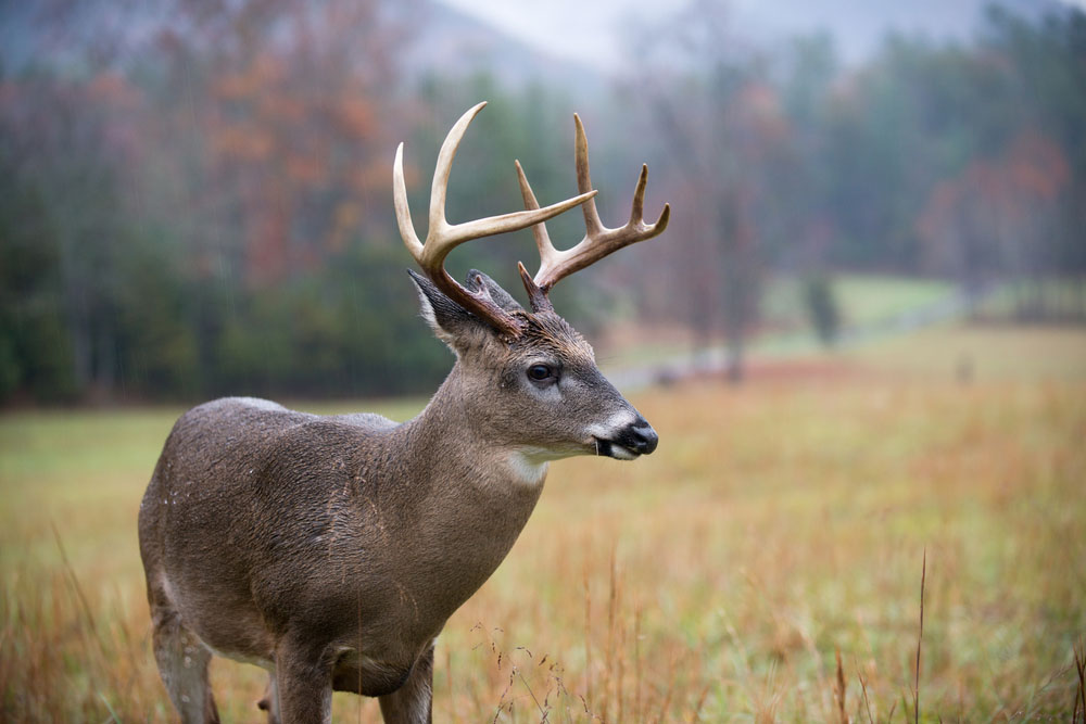 12 Ways to Start Preparing for Deer Hunting Season