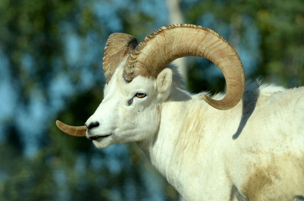 Tres Child's Dall Sheep