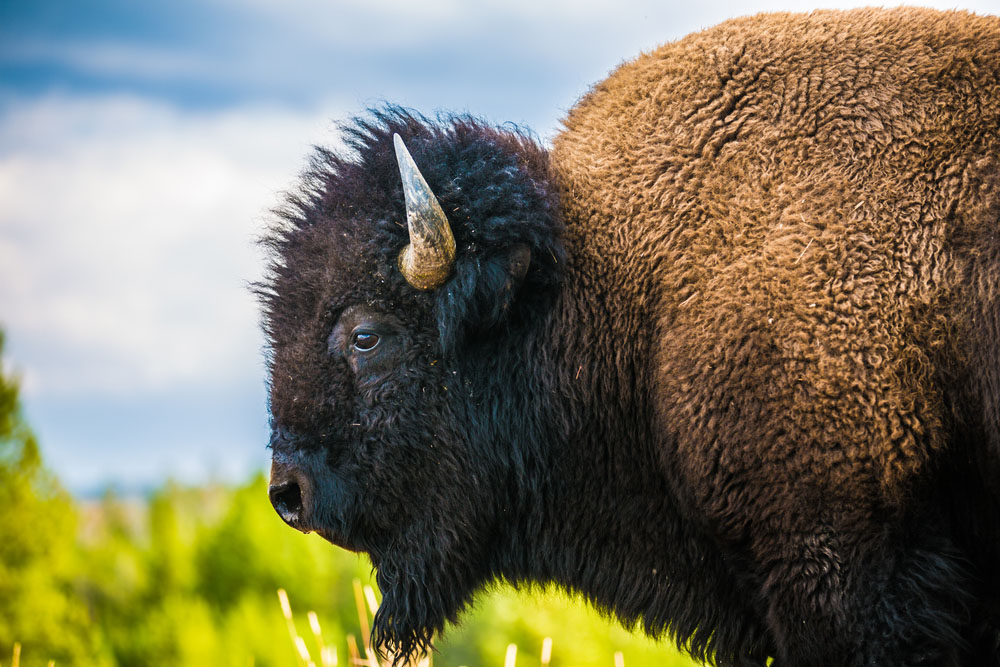 Chase's Bison Hunting Story