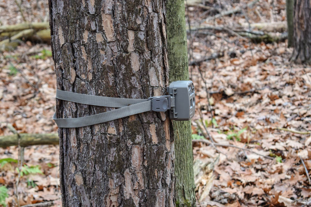 Scouting Cameras for Gun and Bowhunters