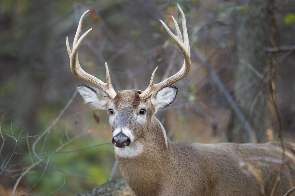 3 Whitetail Deer Facts: Improve Your Hunt