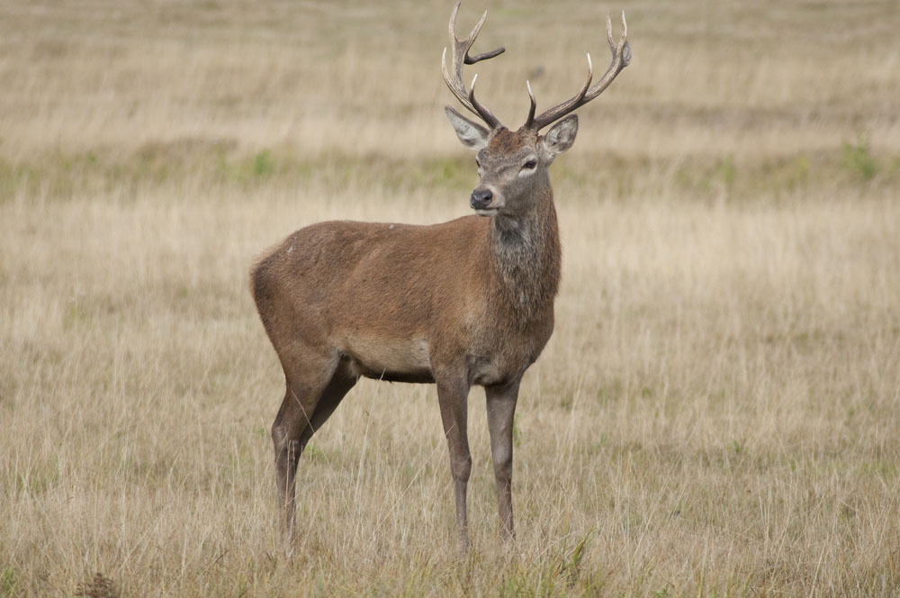 Bowhunting and Draw Weight: Do You Have The Right Setup?