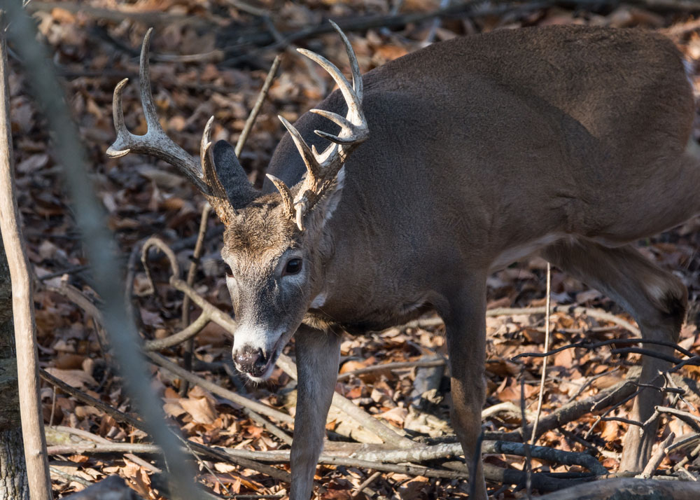 10 Bowhunting Mistakes to Avoid Making Early in the Season
