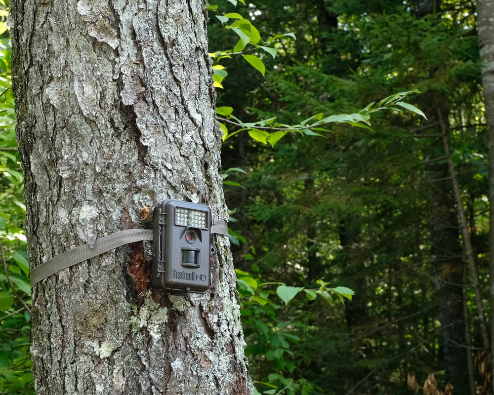 Conducting a Trail Camera Survey