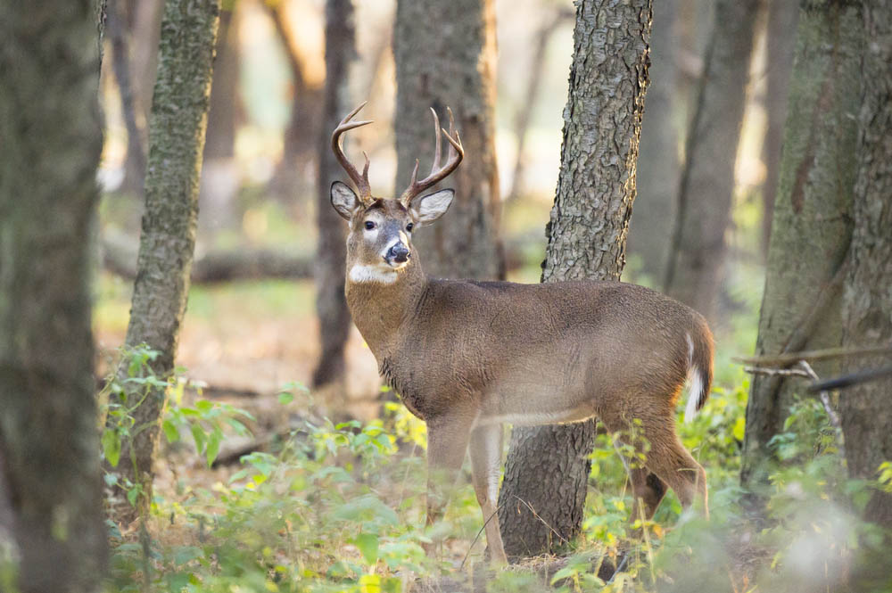 8 Types of Deer Crossings That You Should Be Hunting