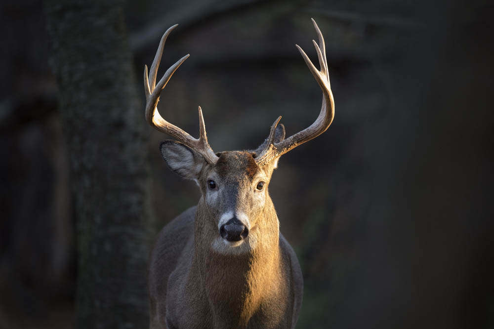 Tips To Help You Hunt Whitetail Deer Successfully