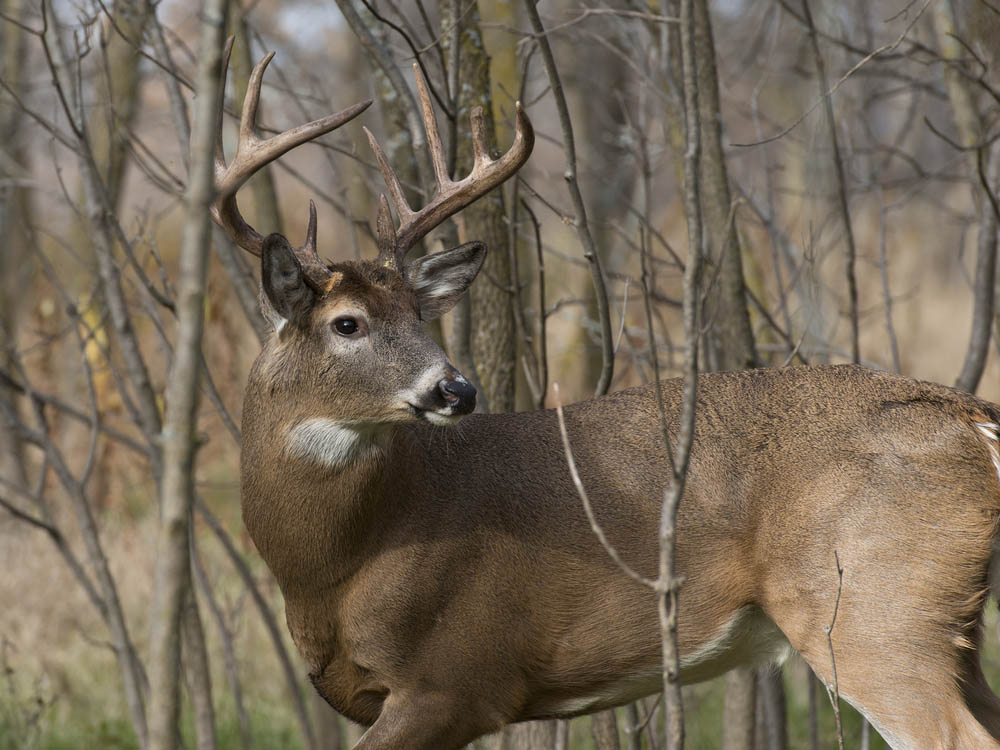 Buck Home Ranges: 7 Things Every Hunter Must Know
