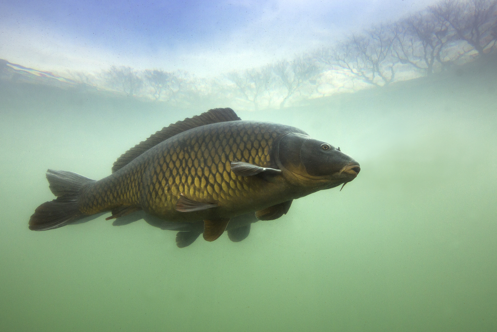 Bowfishing Tips & Tricks