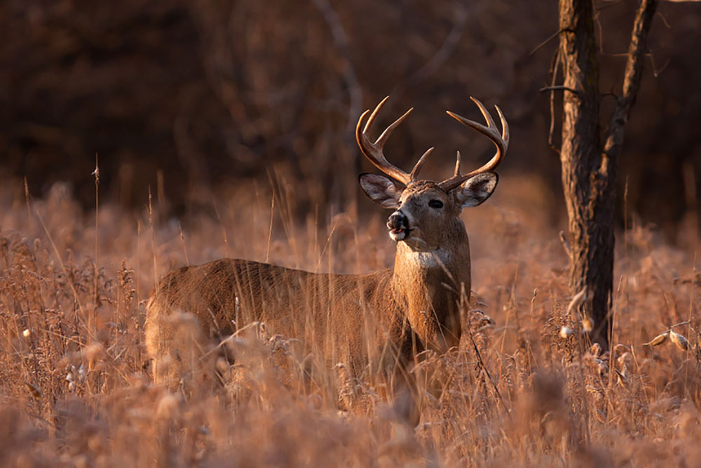 Whitetail Deer: Hunting During the Rut and Strategies for Habitat