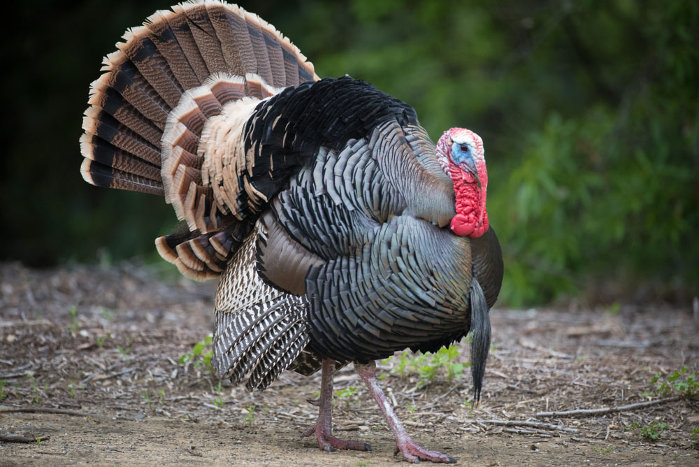 Turkey Hunting: Your In-Depth How-To Guide