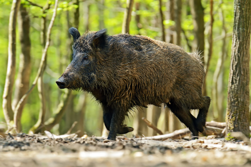 Hunting Wild Hogs with a Bow: What to Know