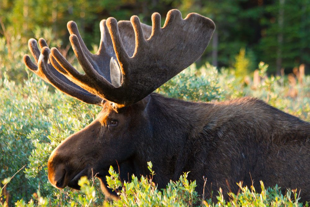 Tactics for Moose Hunting