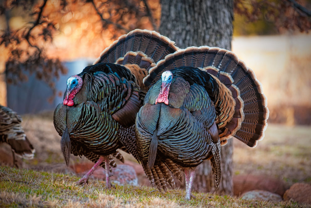 Bow Hunting Wild Turkey