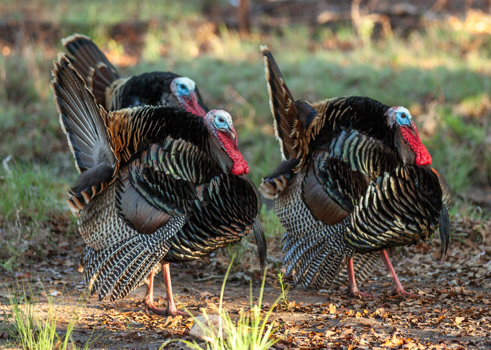 Turkey Bow Hunting: Bagging A Gobbler