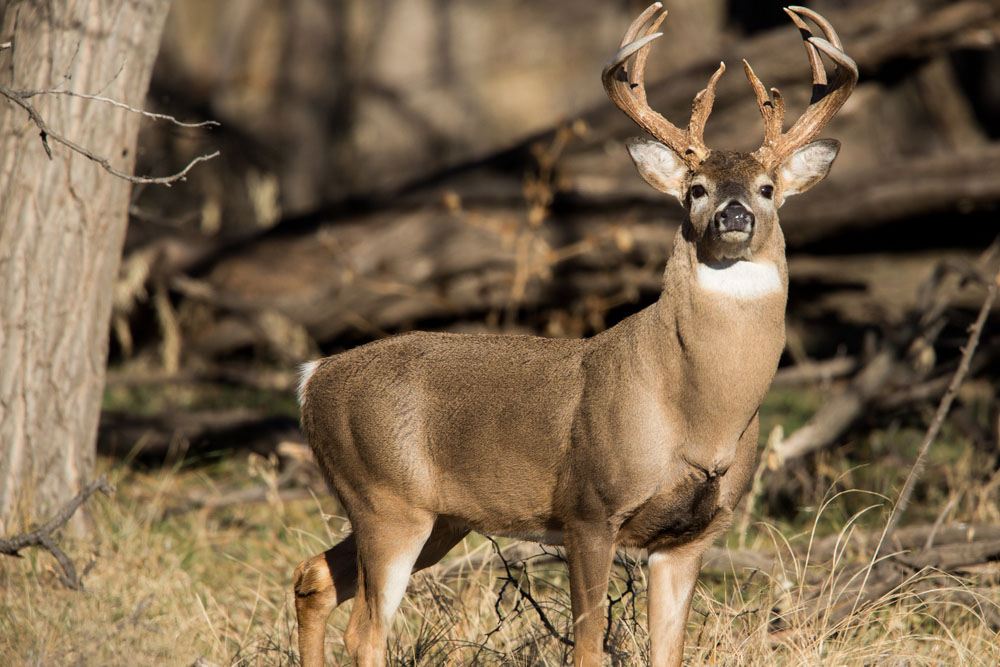 Want to Be a Better Deer Hunter? Follow These 19 Tips