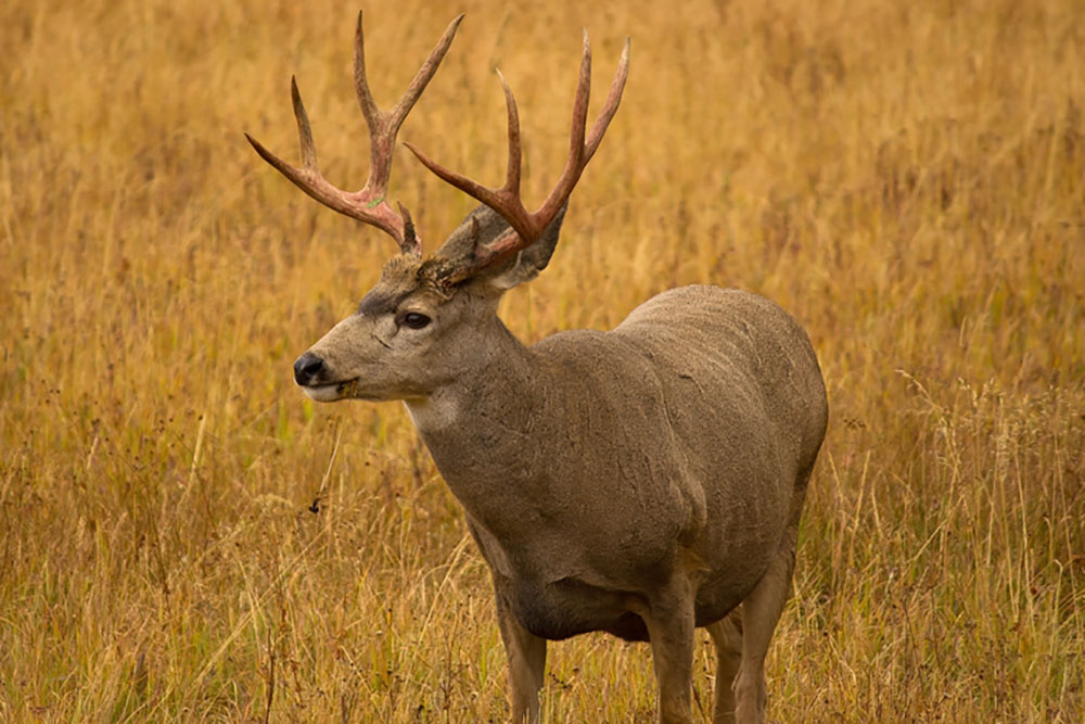 Bowhunting: 5 Popular Big-Game Species in North America