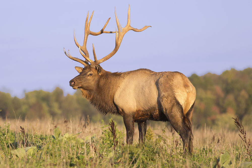 Bow Hunting Elk: Getting Your Equipment Your Right