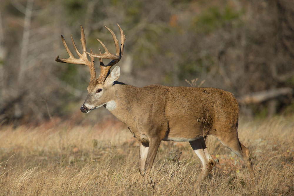 5 Steps to Preparing for Bow and Deer Hunting Season
