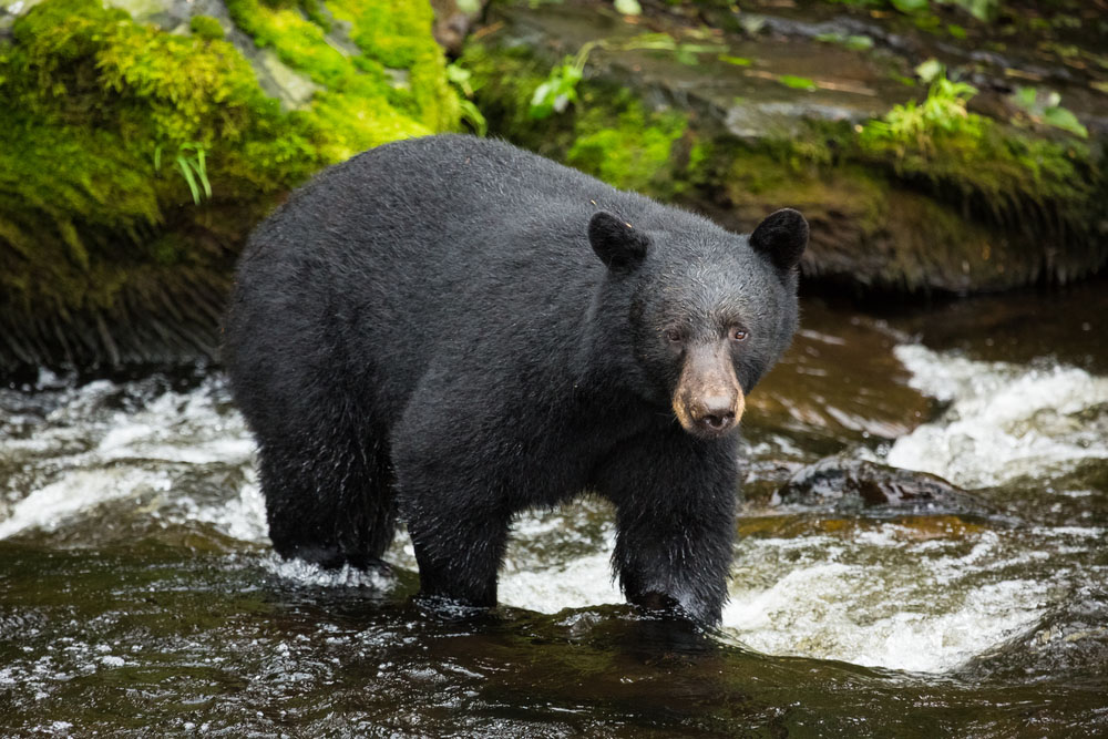 Black Bears: Spotting and Stalking
