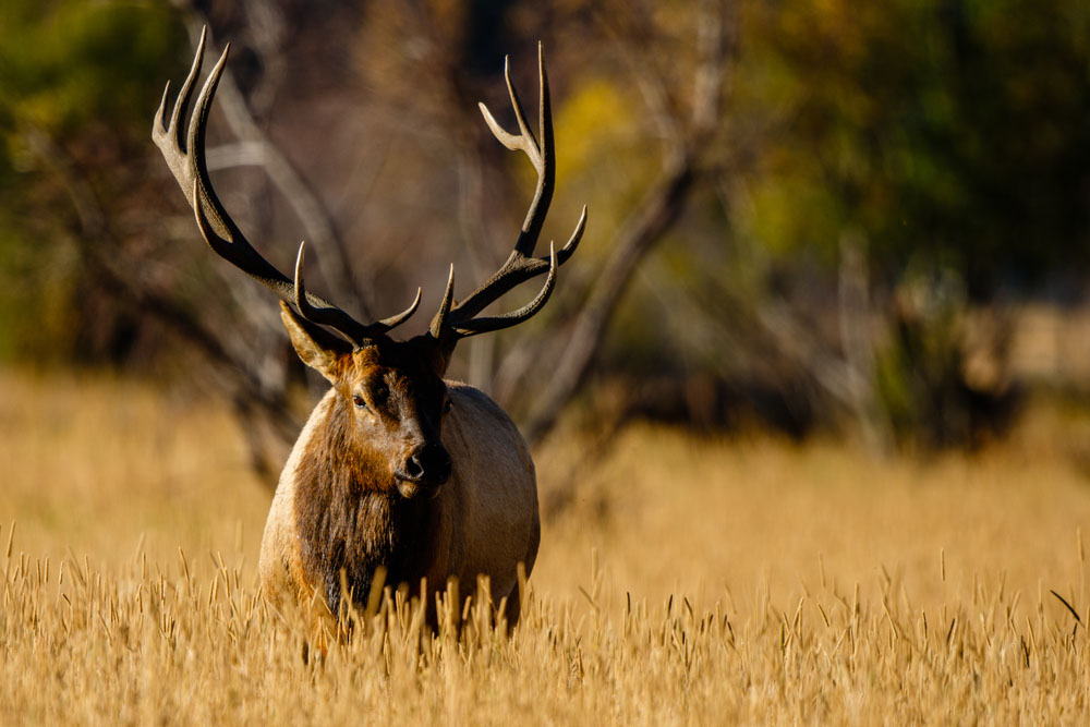 Are You A Novice Elk Hunter? 5 Mistakes You Don’t Want To Make