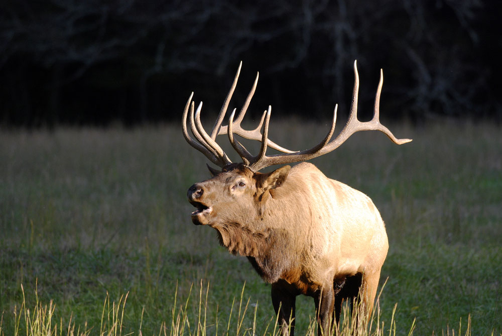 How to Hunt for Elks on a Budget