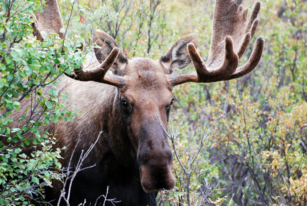 5 Tips For Your Upcoming Moose Hunt