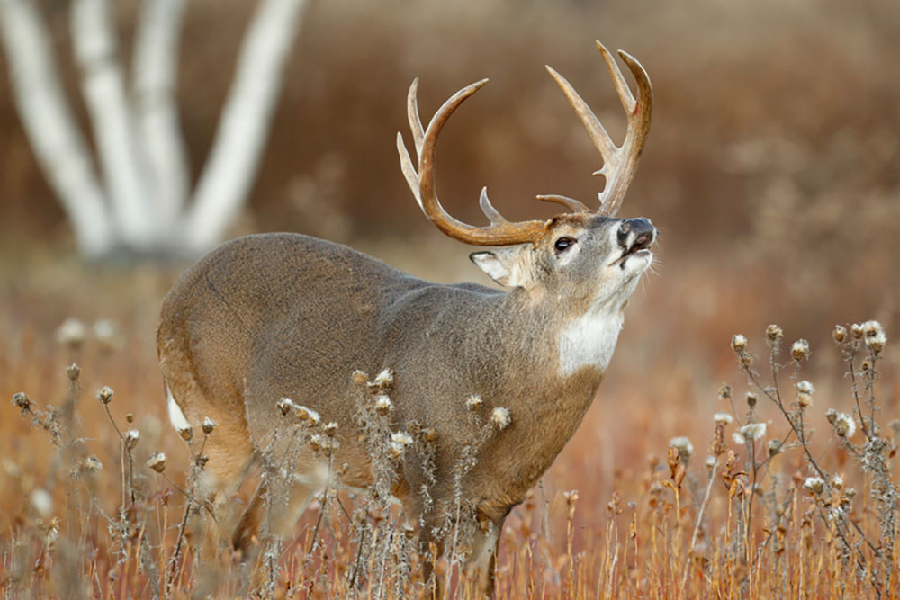 Whitetail Bucks: What You Need To Know