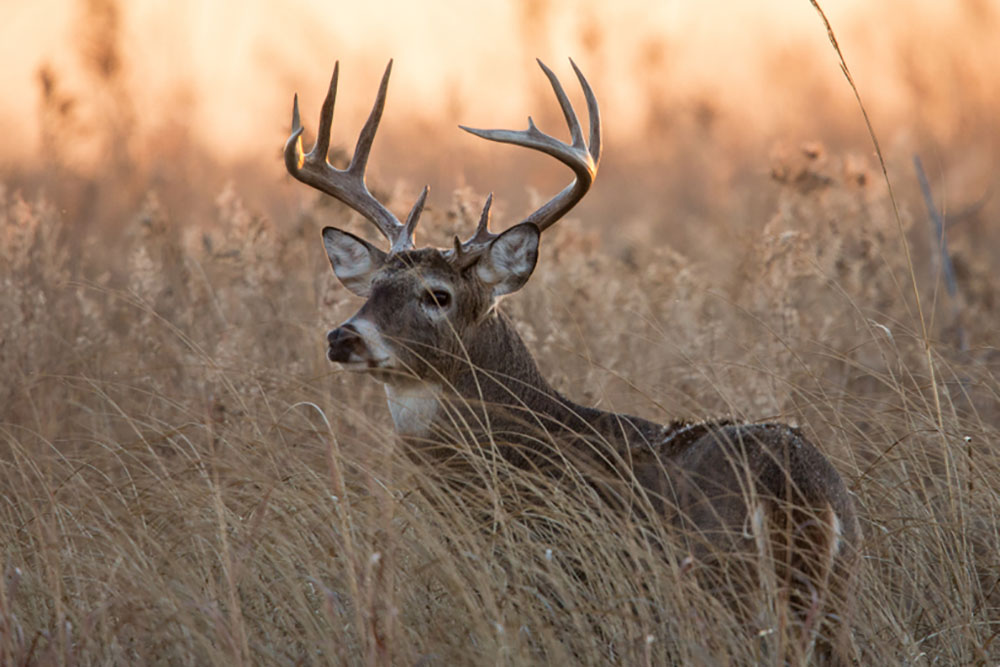 Mature Bucks: 6 Things They All Do
